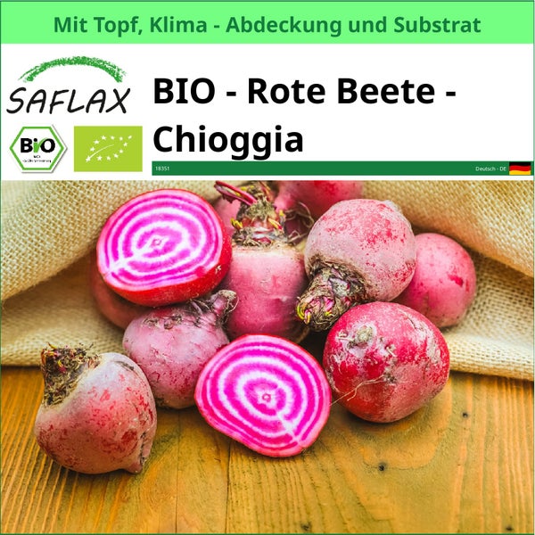 SAFLAX Garden to go - BIO - Rote Beete - Chioggia - Beta vulgaris - 70 Samen - Mit Topf, Klima - Deckel und Anzuchtsubstrat