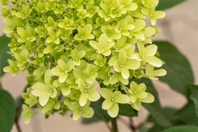 Nahaufnahme einer Limelight-Hortensienblüte.