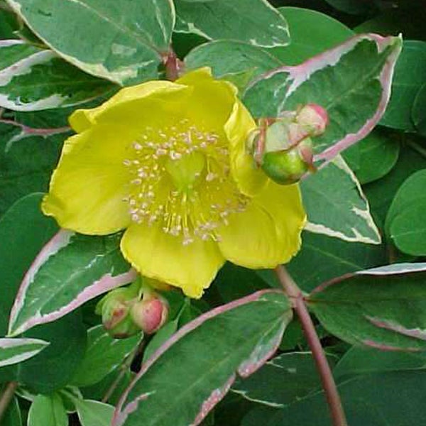 Gelbe Johanniskrautblüte mit Blättern