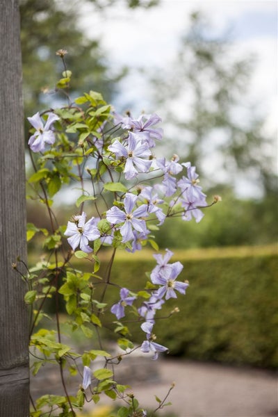 Clematis viticella 'Prince Charles', Waldrebe, hellblau, 100–150 cm