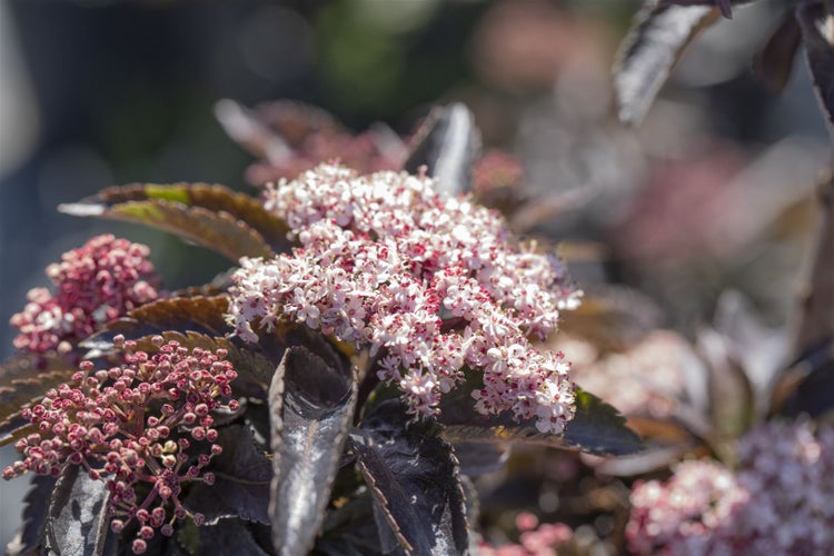 Sambucus nigra 'Black Tower' -R-, Schwarzer Holunder, 60–80 cm