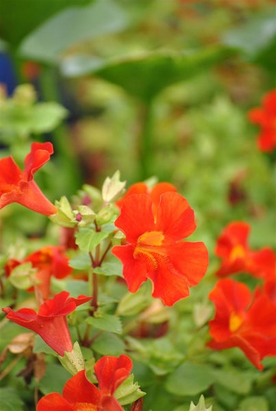 Mimulus cupreus 'Roter Kaiser', Gauklerblume, rot, ca. 9x9 cm Topf