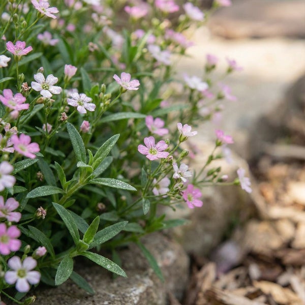 Teppich-Schleierkraut Gypsophila repens mit vielen kleinen hellrosa und weißen Blüten sowie schmalen grünen Blättern.