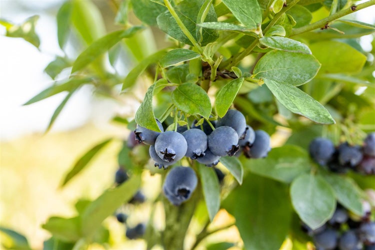 Eine Nahaufnahme einer Heidelbeerpflanze mit reifen Blaubeeren an einem Strauch mit grünen Blättern.