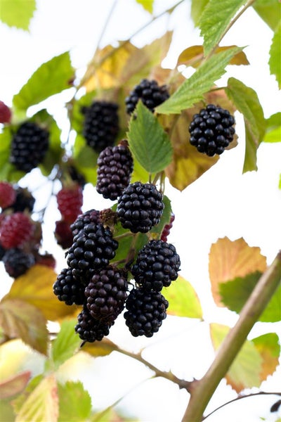 Rubus fruticosus 'Navaho' -R-, Brombeere, dornenlos, 30–40 cm