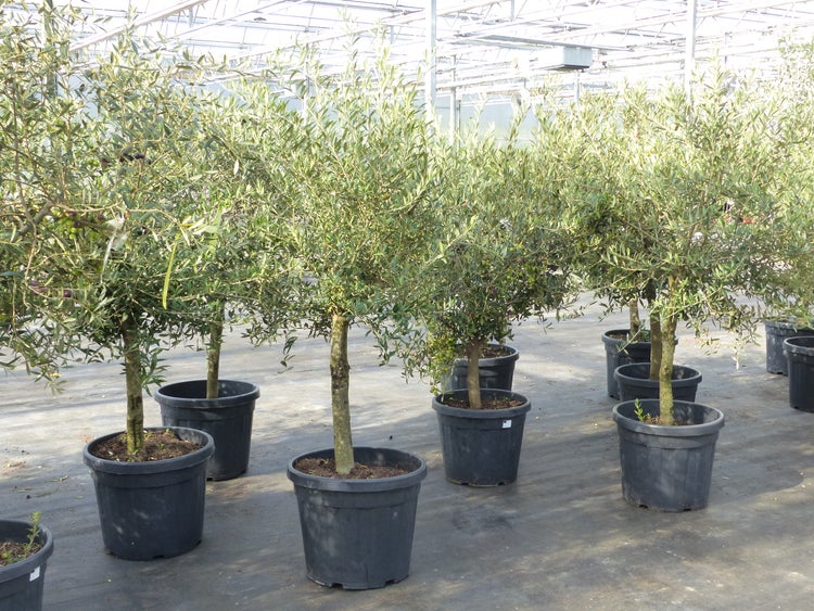 Olivenbaum 15 Jahre Olive Angebot 150 - 170 cm, beste Qualität, winterhart, Olea Europaea