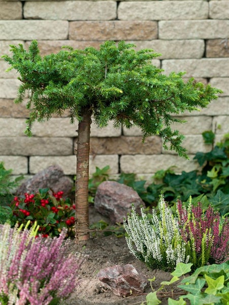 Formschnitt-Wacholder im Gartenbeet vor einer Steinmauer
