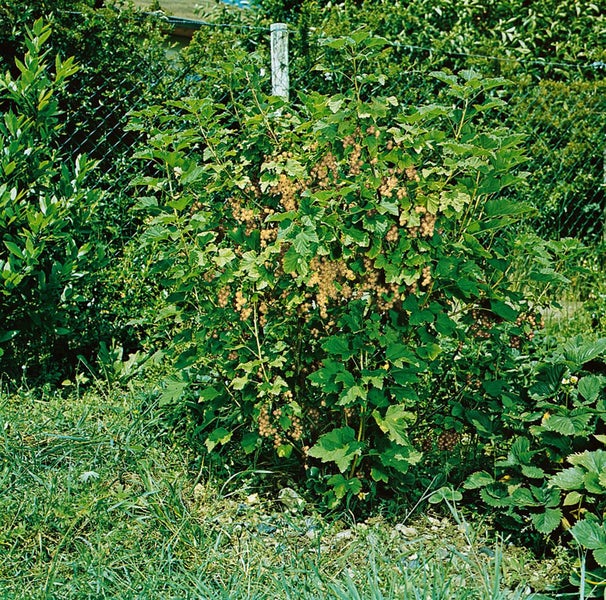 Ribes aureum, Gold-Johannisbeere, 60–100 cm