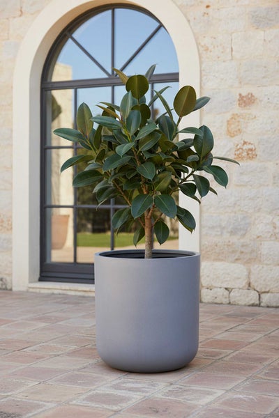Gummibaum Ficus elastica in einem runden grauen Pflanzkübel auf einer Steinterrasse vor einem Gebäude mit Rundbogenfenster.