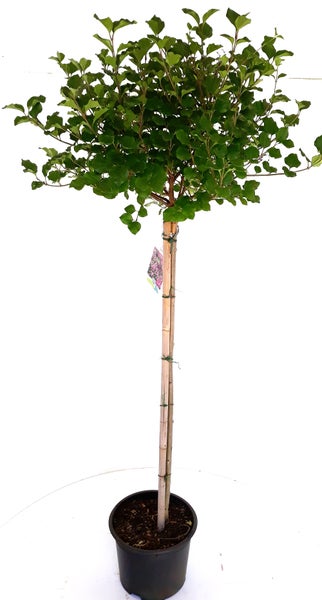 Syringa meyeri Palibin, Zwerg Duft-Flieder -Stämmchen, Gesamthöhe: 120-130 cm, Stammhöhe: 80 cm