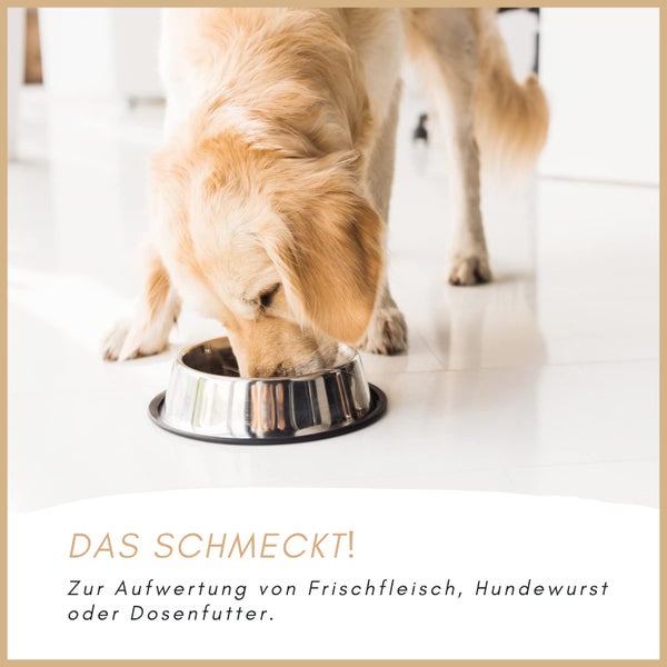 Hund frisst aus einem Napf