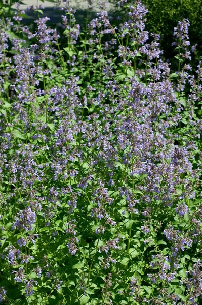 Nepeta grandiflora 'Blue Danube', Katzenminze, blau, ca. 9x9 cm Topf
