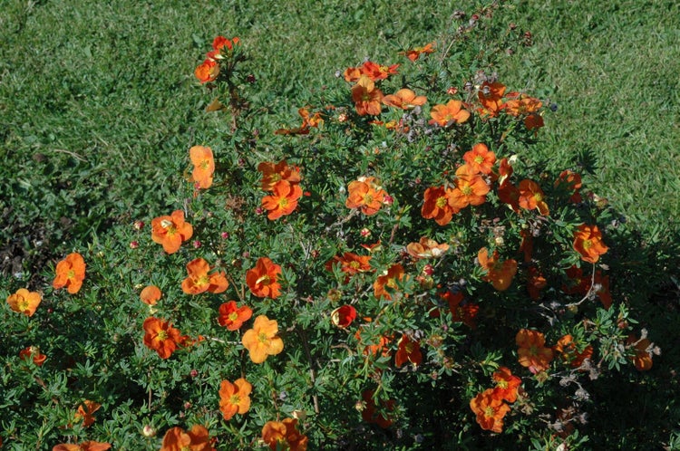 Potentilla 'Red Ace', Fingerstrauch, leuchtend rot, ca. 9x9 cm Topf