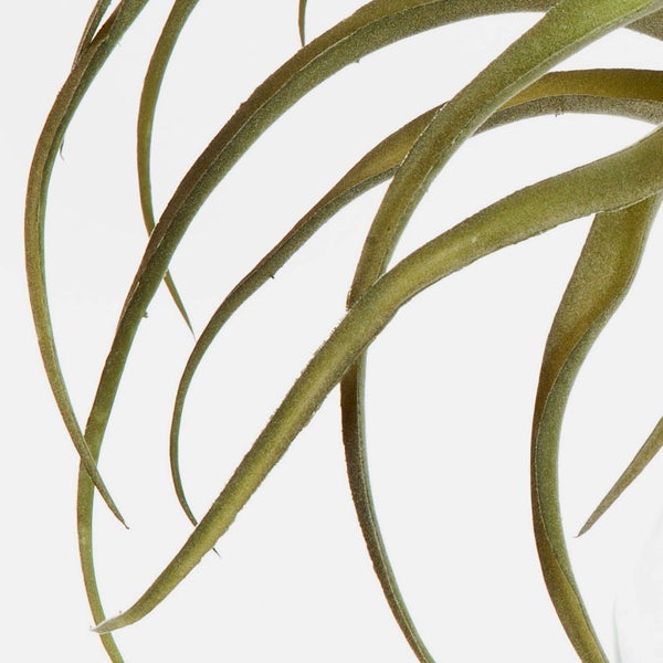 Nahaufnahme einer Tillandsia Luftpflanze mit langen, gebogenen grünen Blättern.