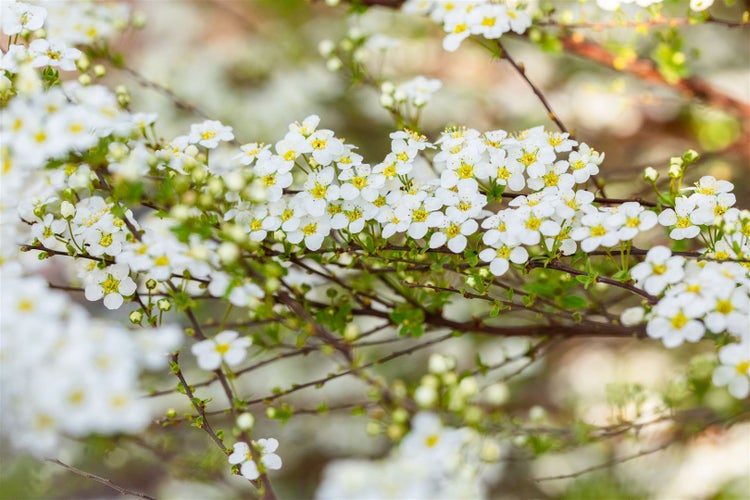 Zweig mit kleinen weißen Blüten