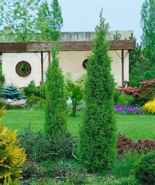 Zwei schlanke, grüne Säulenzypressen im Garten