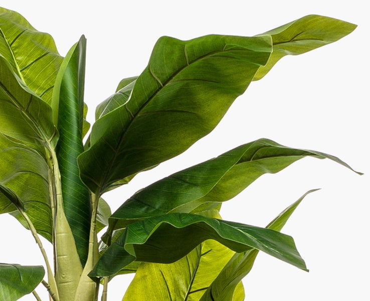 Künstliche Bananenpflanze Musa, Detailansicht von Stamm und grünen Blättern.
