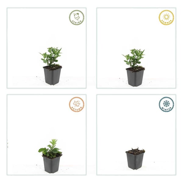 Zierstaude - Wilde Aster - Aster ageratioides 'Stardust' - 9cm Topf - Set mit 12 Pflanzen