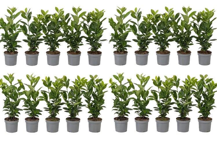 Set aus zwanzig Lorbeerkirschen Prunus laurocerasus Novita in Kunststofftöpfen zur Gartenbepflanzung als immergrüne Heckenpflanze