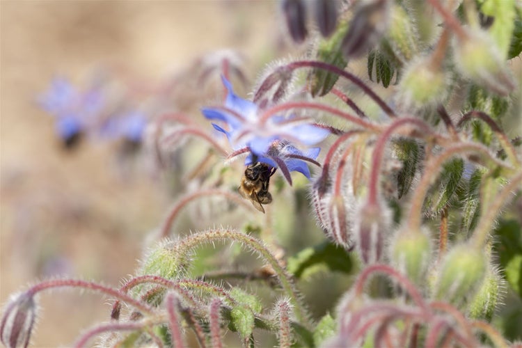 Biene an Borretschblüte