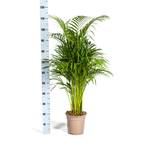 Areca Palme im Topf mit Größenangabe