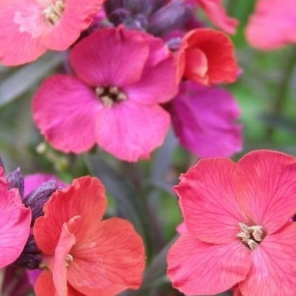 Nahaufnahme von Mauerblumen im Garten