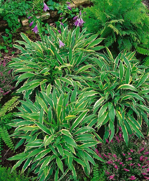 Hosta pulchella 'Stiletto', Funkie, grün-weiß, ca. 9x9 cm Topf