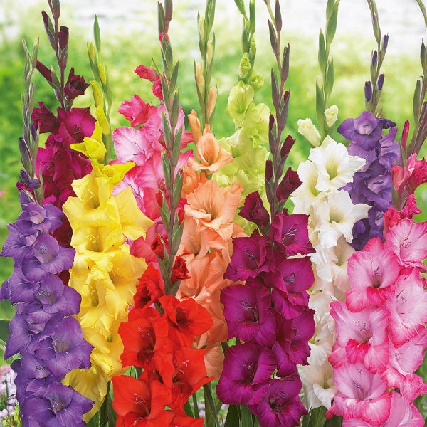 Verschiedenfarbige Gladiolen im Garten