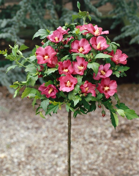 Hibiskusbusch mit pinkfarbenen Blüten und grünen Blättern