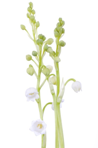 Convallaria majalis, Maiglöckchen, weiß, ca. 9x9 cm Topf