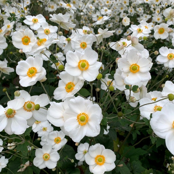 Feld mit blühenden Herbst-Anemonen mit weißen Blütenblättern und gelben Zentren.