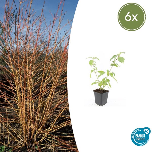 6 Stück Hartriegel Cornus, Jungpflanze im Topf und ausgewachsene Pflanze, On the way to Planet Proof Logo