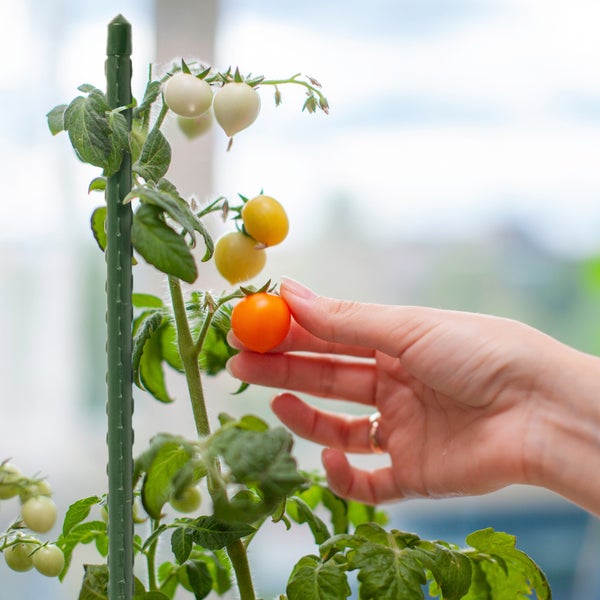 FLOORDIREKT Pflanzenstab Grün - Rankhilfe Tomatenstab Rankstab - 10er-Set - Ø 11 mm Länge 120 cm
