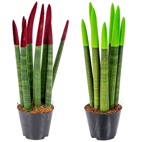 Sansevieria Velvet Touch | Frauenzunge pro 2 Stück - Zimmerpflanze in einem Aufzuchttopf ⌀9 cm - Höhe ↕35 cm