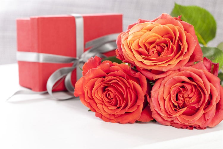 Rosa 'Kleopatra', Rose, leuchtend rot, 3-5 Liter Container
