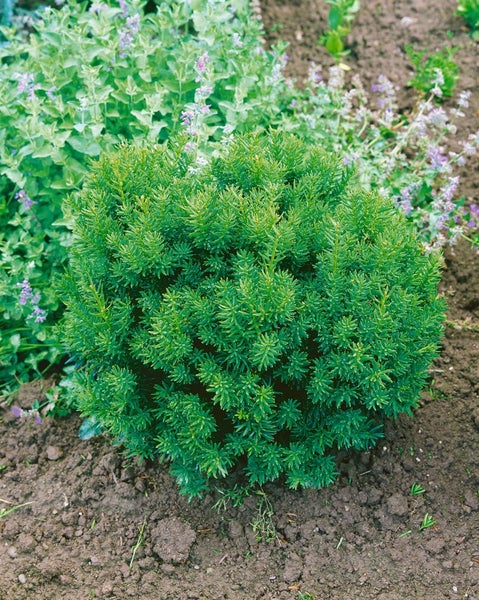 Taxus cuspidata 'Nana', Japanische Eibe, kompakt, 25–30 cm