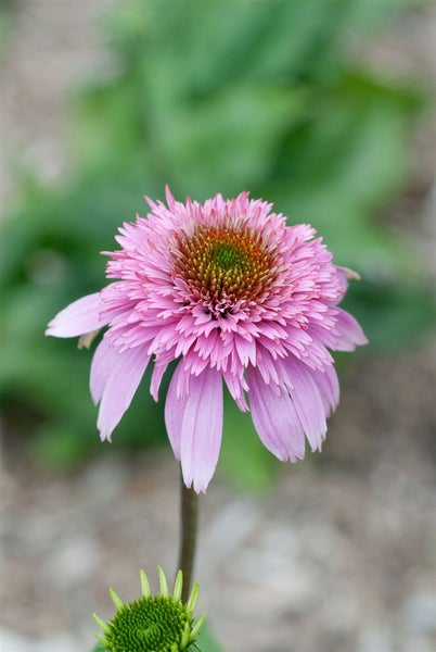 Nahaufnahme einer rosafarbenen Echinacea-Blüte