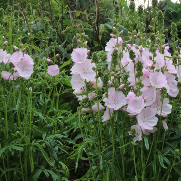 Stockrosen mit rosa Blüten im Garten