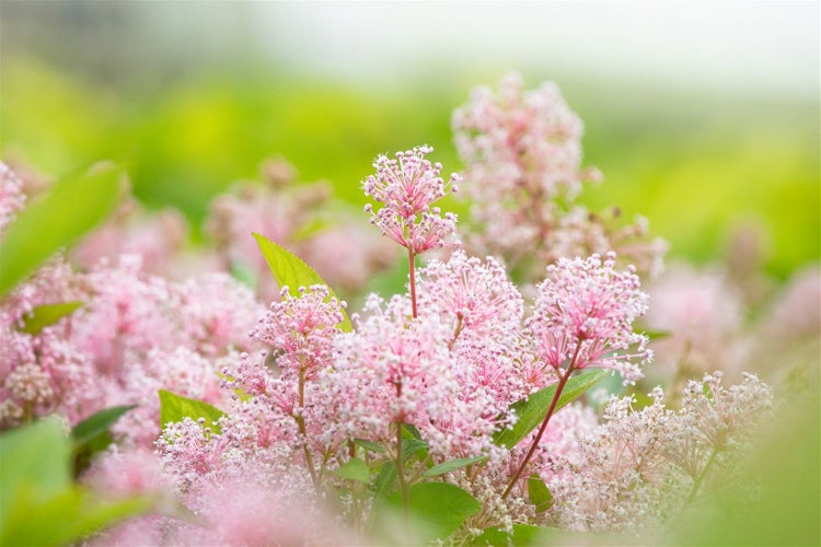 Ceanothus pallidus 'Marie Simon', Säckelblume, rosa, 40–60 cm