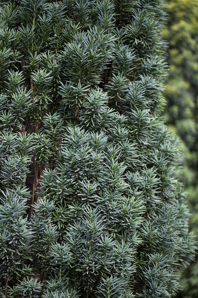 Taxus baccata 'Fastigiata Robusta', Säuleneibe, 30–40 cm