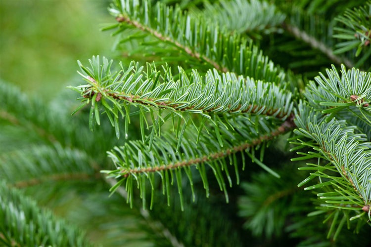 Abies nordmanniana, Nordmanntanne, 60–80 cm
