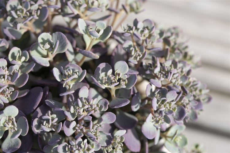 Sedum cauticola, Fetthenne, rosa Blüten, ca. 9x9 cm Topf