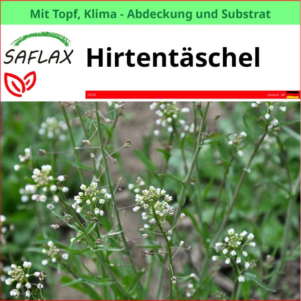 Hirten Täschel Pflanze im Topf mit Klimaabdeckung und Substrat