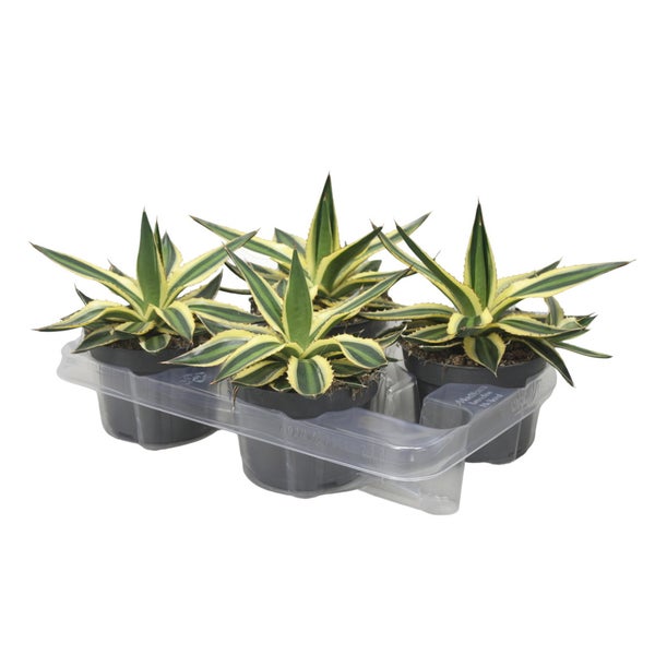 Agave lophanta quadricolor - vierfarbig -12cm Topf - Sukkulente