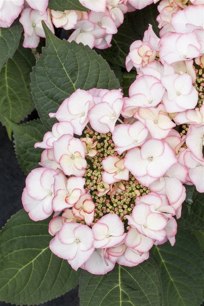 Hydrangea macrophylla 'Charme', Hortensie, rosa, 30–40 cm