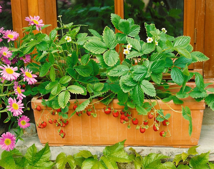 Erdbeerpflanzen mit reifen Früchten in einem rechteckigen Terrakotta Blumenkasten auf einer Fensterbank