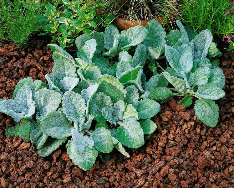 Salvia argentea, Silber-Salbei, ca. 9x9 cm Topf, silbrig-grau