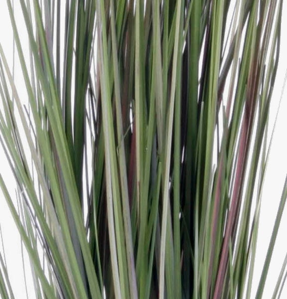 Nahaufnahme von Ziergras mit grünen und rötlichen Halmen.