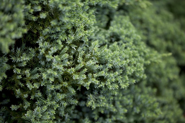Juniperus procumbens 'Nana', Kriech-Wacholder, 20–25 cm