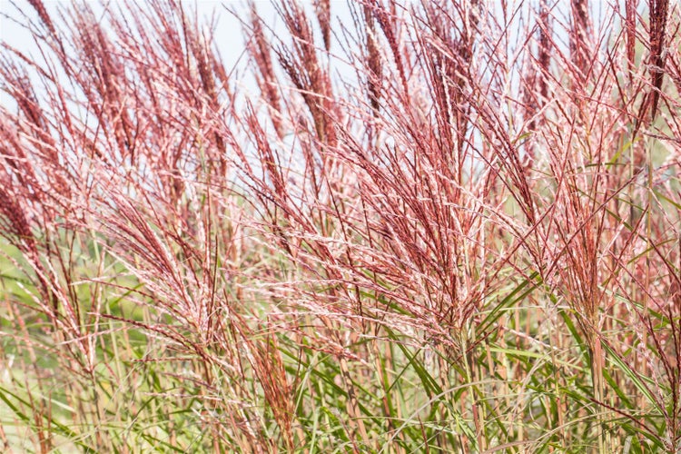 Miscanthus sinensis 'Red Chief', Chinaschilf, rot, 3-5 Liter Container